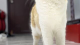 Cat toys