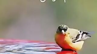 الله اكبر