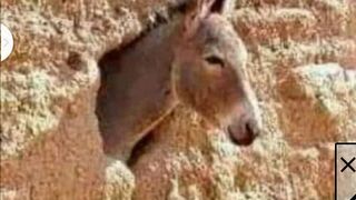 اضحك على الجحش