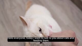 Cat Cuisine: A Guide to Feeding Your Feline Friend