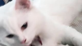 Kucing birahi muka nya bingung