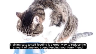 Paw-sitive Purrfection: Mastering the Art of Training Cats