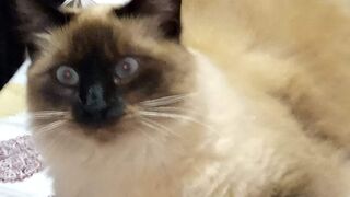 my cute cat Misha