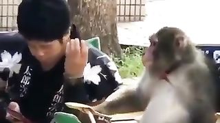 Talking secrets with a smart monkey