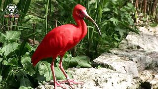7 Most Unique Red Animals in the World | Interesting facts | Predator World | Hindi/Urdu