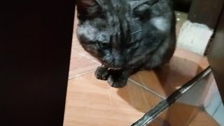 Cat cute