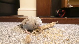 Happy budgie