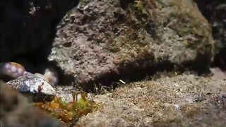 The Eagle Dies While Hunting Octopus In The Ocean