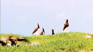 animal world