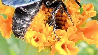 Beautiful Bee __ Cute Animals Shorts Video __ Wild Animal Life __ Animal World __ Global Animals