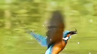 Kingfisher Hunting Fish _ Animal World _ Wild Life _ Bird Hunting _ Bird in action _ Nat Geo Animal(360P)