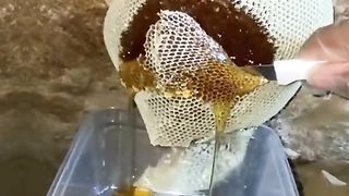 العسل البري