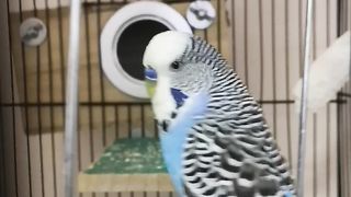 Cheerful Chirps