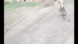 هجوم خطير من كلب بتبول على حصان