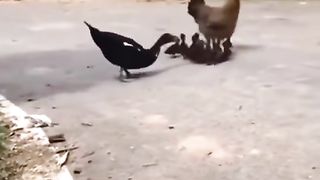 الدجاجة والبطة