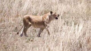Serengeti_ Pride of lions hunting and killing zebras (4 K_UHD)(k)