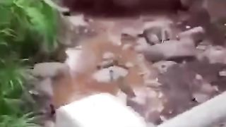 flood