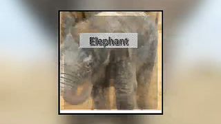 Animal(young vs old)