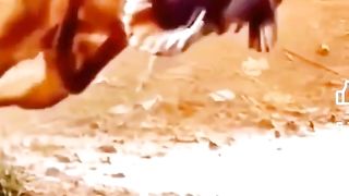 catching birds_ what_s the animal catching__ amazing view unbelievable skills_ birds save life for(720P_HD).