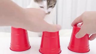smart cat