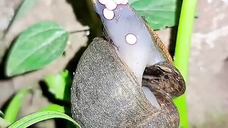 Let_s watch mother snails lay eggs on tree branches ---- _ Tropical Forest Bees(720P_HD).
