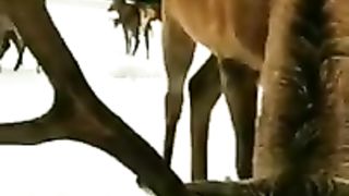 حيوانات نادره حول العالم