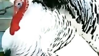 أجمل الطيور في العالم ٢٠٢٤