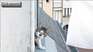 March cats congratulate you on March 8th!