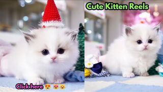 Top Funny Cute Cats Viral Clips????|| Best #funny Cats #shorts Video????|| #trending #animals #reels