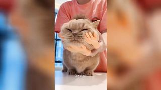 Best Funny Animal Videos ???? Part 1
