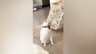 Funniest animals 2024 ???? | Best cats and dogs videos???? ???? #06 #cat