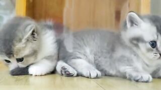 Feline enthusiasm when listening to songs