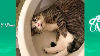 Funny Cat Compilation: 2024 's Cutest and Most Hilarious Cats!#2024 #cute #comedy #cute#cricket #cat #cutebaby #animals #kittens #gingercat