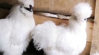 Do you see we are bright
