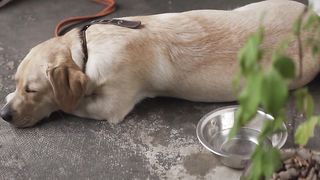 Dogs playing