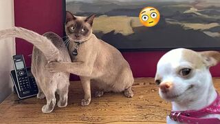 Best Funny Animal Videos 2024