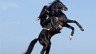 Arabian horse