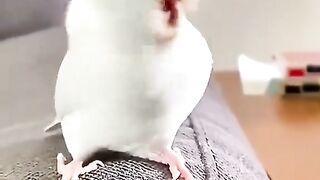 Birds Nice