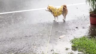 The stubborn Japanese Shiba Inu is unwilling to walk in the rain