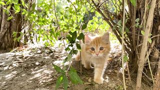 Purrfection Unleashed: Adorable Moments with Our Charming Feline Friend!