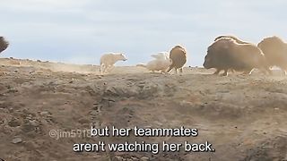 Wolf attac