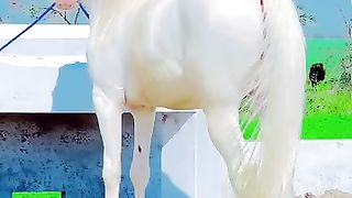 Beautiful horse