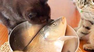 Cat playing with fish