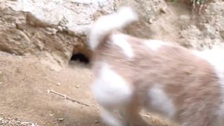 Adventure with little friend