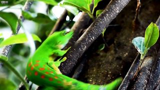 COSTA RICA ---- 8K Video Ultra HD