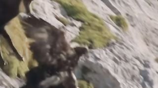 Eagle is the strongest creature on earth