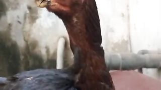 The parrot beak ll very good beak