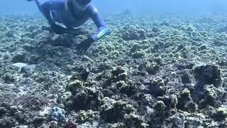 Underwater Divers Hunting for Food