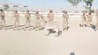 Funny video