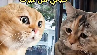 الشعب الصيني ماله حل